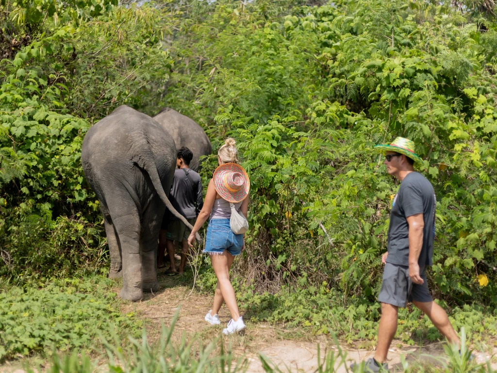 2-Hour Elephant Sanctuary Eco-Walk with Guided