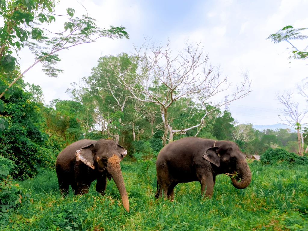 Khao Lak Eco Safari: Elephant Sanctuary Tour