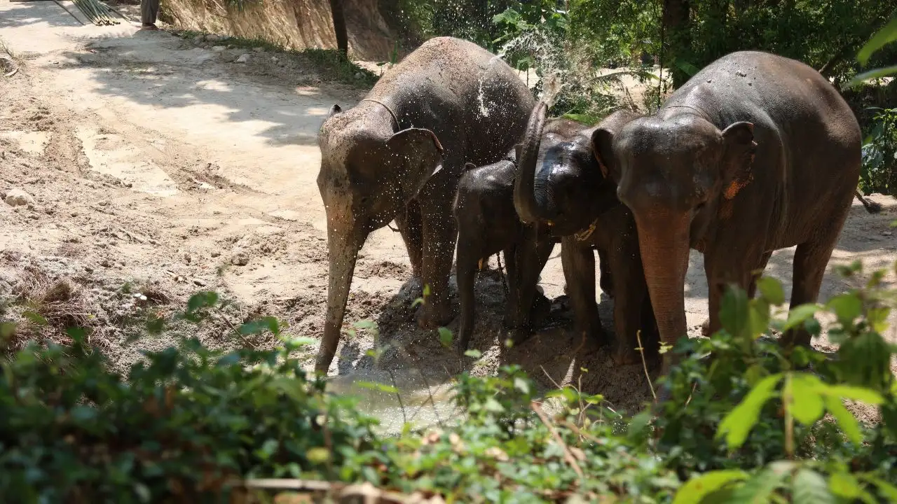 Observe Elephant