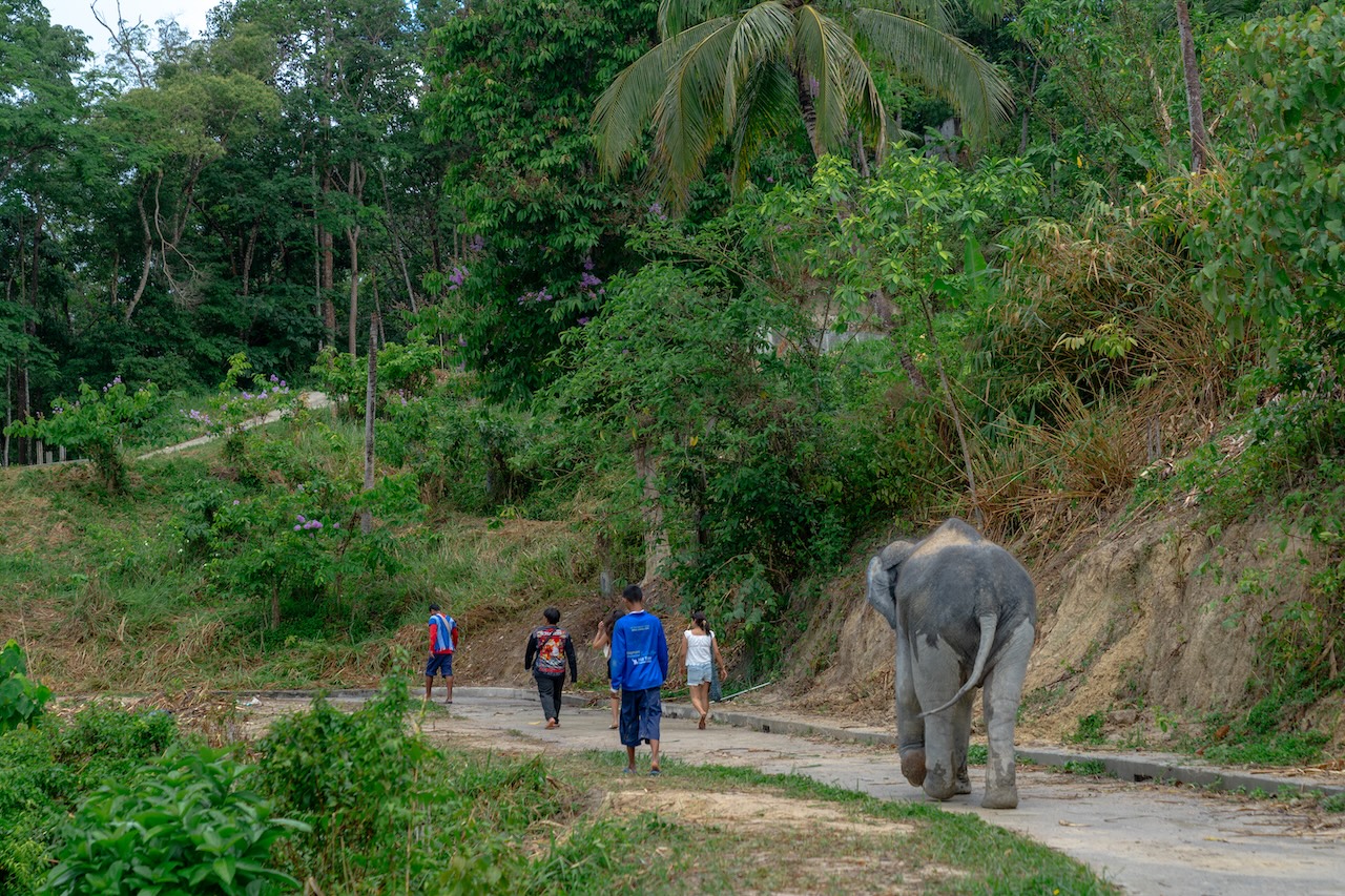 Walking with elephants in Patong