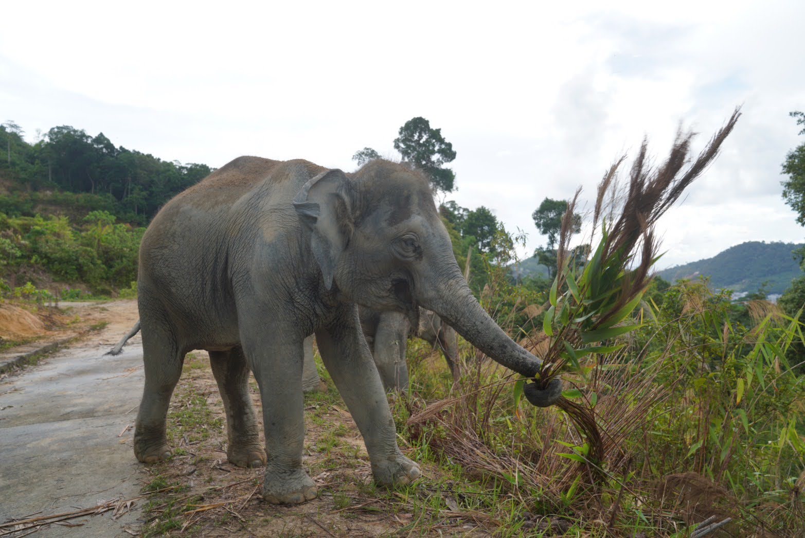 Elephants eating bamboo